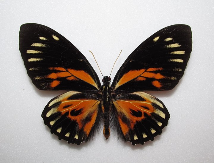 Papilio zagreus aberration